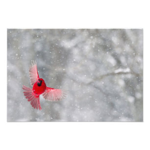 USA, Indiana, Indianapolis. A male cardinal Photo Print