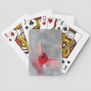 USA, Indiana, Indianapolis. A male cardinal Playing Cards