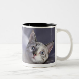 USA, Iowa, Portrait of young kitten 2 Two-Tone Coffee Mug
