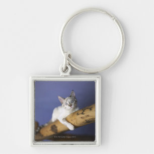 USA, Iowa, Portrait of young kitten Key Ring