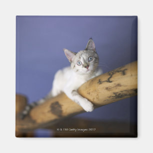 USA, Iowa, Portrait of young kitten Magnet