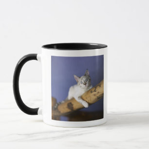 USA, Iowa, Portrait of young kitten Mug
