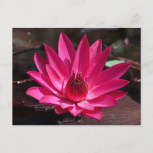 USA, Kansas, Bright Red Water Lilly Postcard