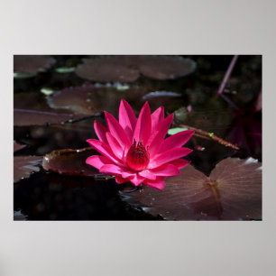 USA, Kansas, Bright Red Water Lilly Poster