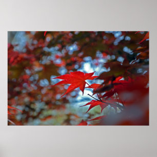 USA, Kansas. Fall Colors Poster