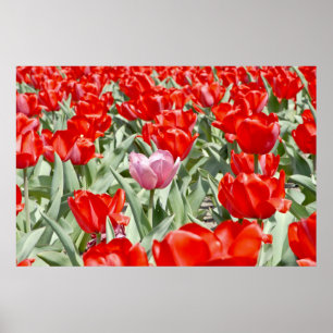 USA, Kansas. Field Of Tulips Poster