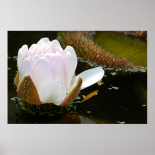 USA, Kansas, Light Pink Water Lilly Blooming Poster