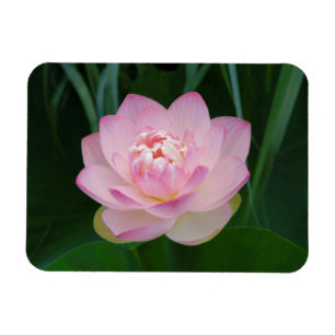USA, Kansas, Pink Water Lilly Magnet