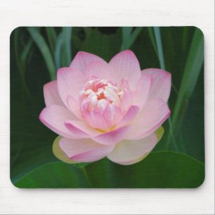 USA, Kansas, Pink Water Lilly Mouse Pad
