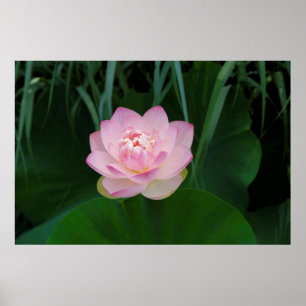 USA, Kansas, Pink Water Lilly Poster