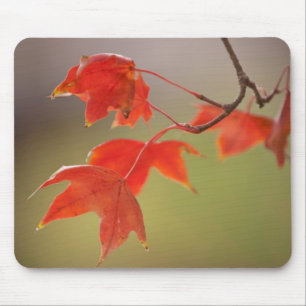 USA, Kansas, Red Leaves In Early Fall Mouse Pad