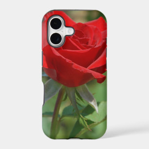 USA, Kansas, Red Rose
