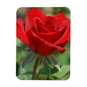 USA, Kansas, Red Rose Magnet