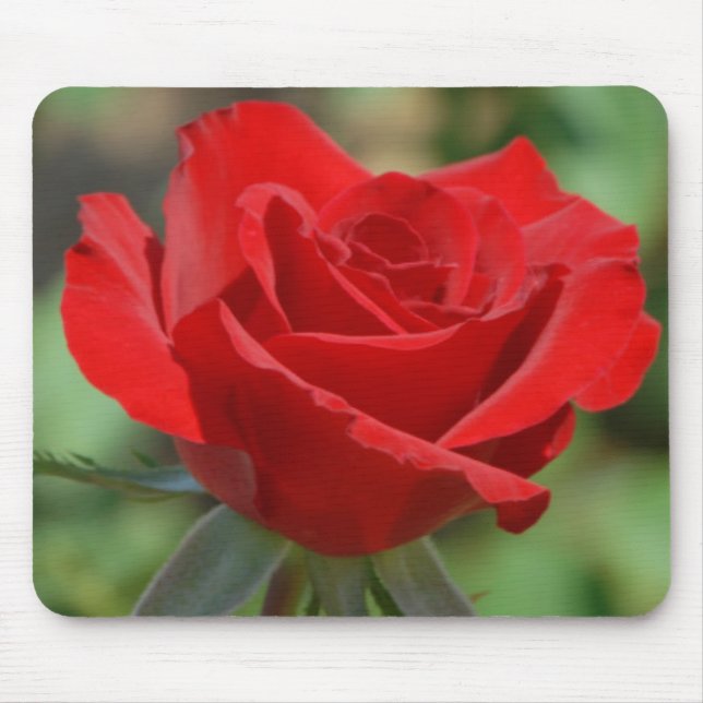 USA, Kansas, Red Rose Mouse Pad (Front)
