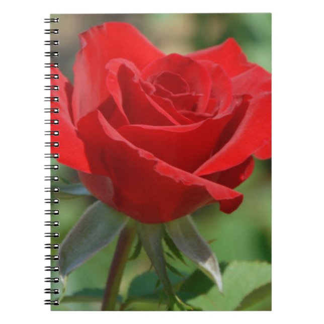 USA, Kansas, Red Rose Notebook (Front)