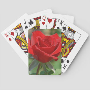 USA, Kansas, Red Rose Playing Cards