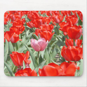 USA, Kansas, Red Tulips With One Pink Tulip Mouse Pad