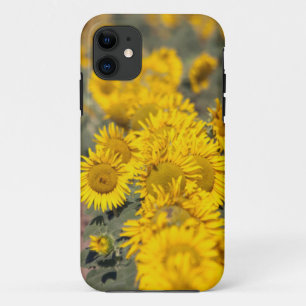 USA, Kansas. Sunflowers (Helianthus Annuus) iPhone 11 Case