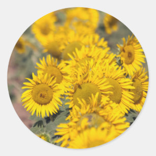 USA, Kansas. Sunflowers (Helianthus Annuus) Classic Round Sticker