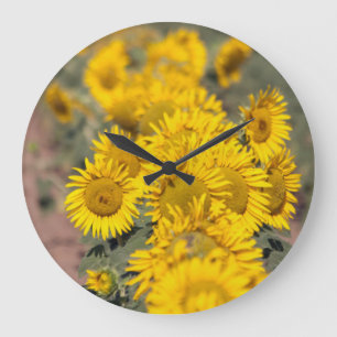 USA, Kansas. Sunflowers (Helianthus Annuus) Large Clock