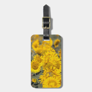 USA, Kansas. Sunflowers (Helianthus Annuus) Luggage Tag