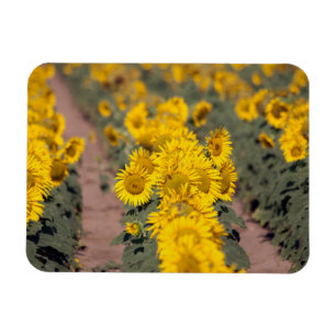 USA, Kansas. Sunflowers (Helianthus Annuus) Magnet