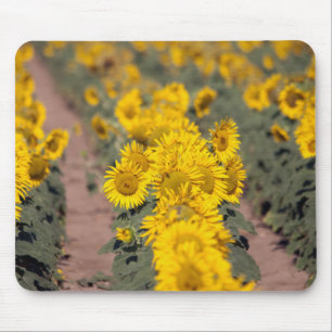 USA, Kansas. Sunflowers (Helianthus Annuus) Mouse Pad
