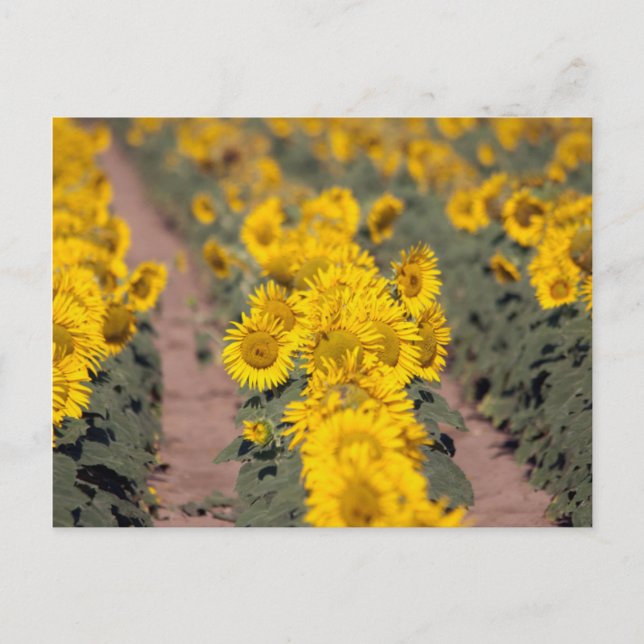 USA, Kansas. Sunflowers (Helianthus Annuus) Postcard (Front)