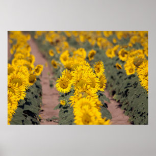 USA, Kansas. Sunflowers (Helianthus Annuus) Poster