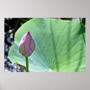 USA, Kansas, Water Lilly Ready To Bloom Poster