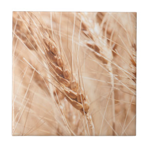 USA, Kansas, Wheat At Harvest Time Ceramic Tile