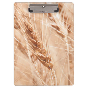 USA, Kansas, Wheat At Harvest Time Clipboard