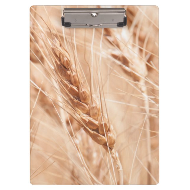 USA, Kansas, Wheat At Harvest Time Clipboard (Front)