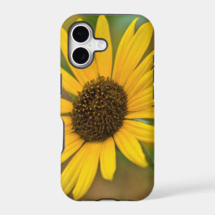 USA, Kansas. Wild Sunflower