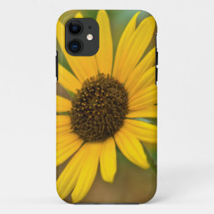 USA, Kansas. Wild Sunflower iPhone 11 Case