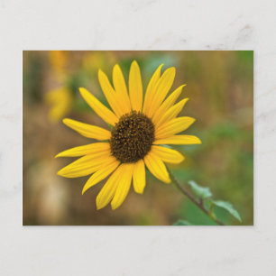USA, Kansas. Wild Sunflower Postcard