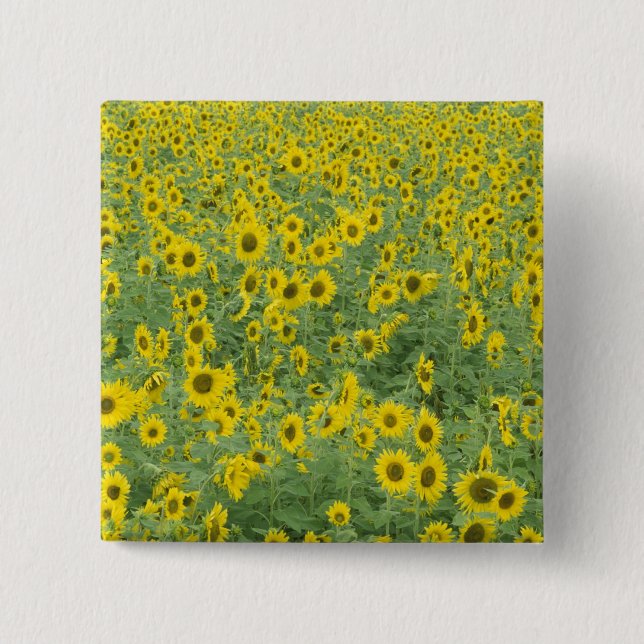 USA, Kentucky, Fayette County Pattern in field 15 Cm Square Badge (Front)