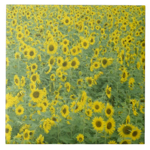 USA, Kentucky, Fayette County Pattern in field Ceramic Tile