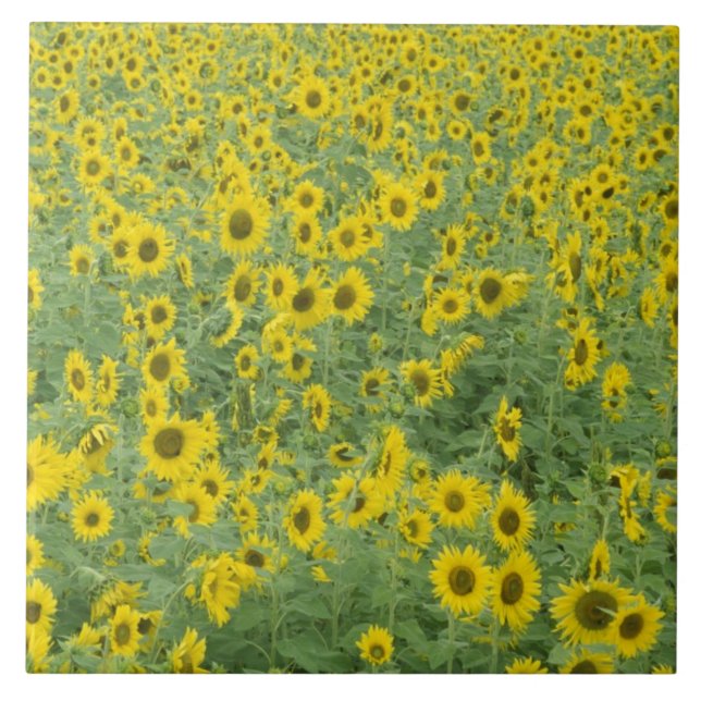 USA, Kentucky, Fayette County Pattern in field Ceramic Tile (Front)