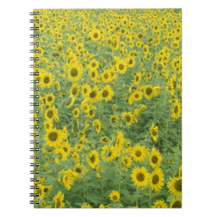 USA, Kentucky, Fayette County Pattern in field Notebook