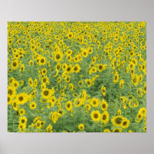 USA, Kentucky, Fayette County Pattern in field Poster