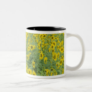 USA, Kentucky, Fayette County Pattern in field Two-Tone Coffee Mug