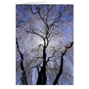 USA, Kentucky, Lexington. Backlit tree and