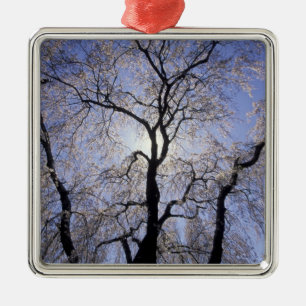 USA, Kentucky, Lexington. Backlit tree and Metal Ornament