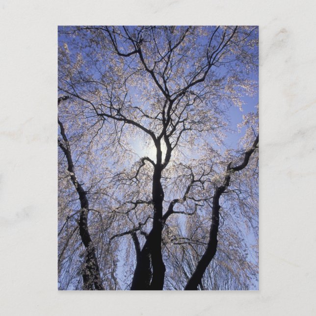 USA, Kentucky, Lexington. Backlit tree and Postcard (Front)