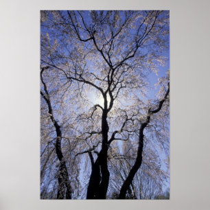 USA, Kentucky, Lexington. Backlit tree and Poster