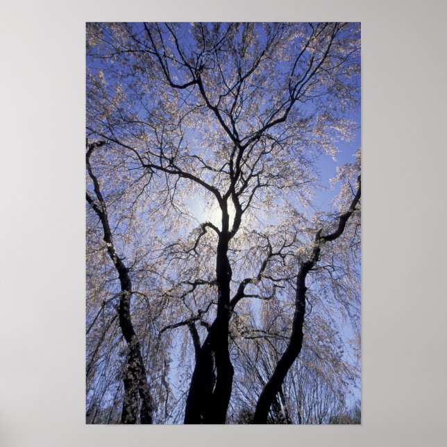 USA, Kentucky, Lexington. Backlit tree and Poster (Front)