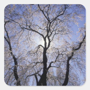 USA, Kentucky, Lexington. Backlit tree and Square Sticker