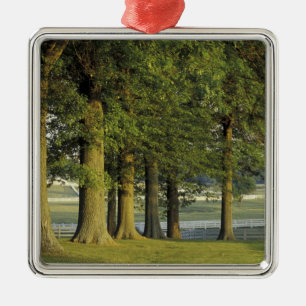 USA, Kentucky, Lexington. Row of trees and Metal Tree Decoration