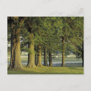 USA, Kentucky, Lexington. Row of trees and Postcard